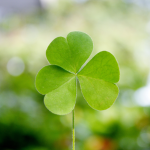 Clover101
