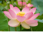 Lotus Giveaways!