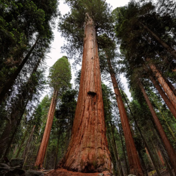 the tallest tree on roblox