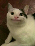 Oplopo