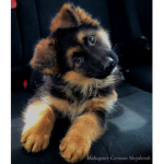 Bellas dog group