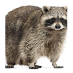 Racoons army