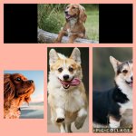 Doge_Bros