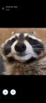 Stop the Furry hate!
