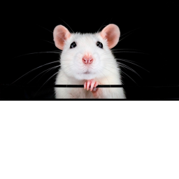 The rats house :>