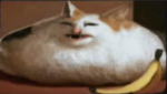 fat cat HQ