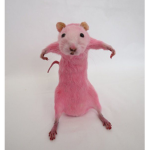 Rat queen cult