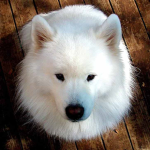 doge's united.