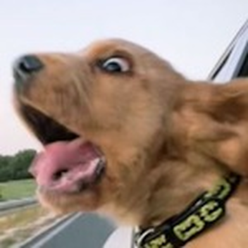 dog epilepsy