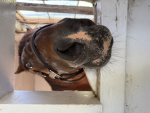 Horses!!!!!!!!!!!!!!!!!!!!!!