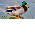 _-Duck Nation-_