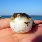 we like fish thats all Group Thumbnail