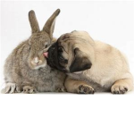 team pugg