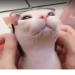 Animal <33333