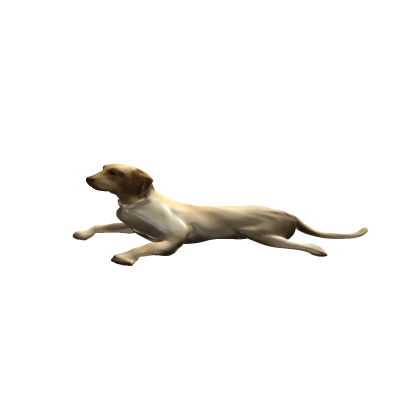 Labrador Retreiver