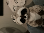 This is the official team raccoon