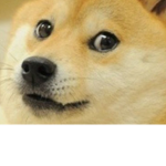 Random doge crew
