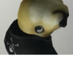 Captain doge dog