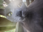 meowseecat fan group!