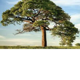Vibe Tree (ALPHA)