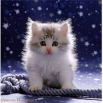 MoonKitties!!<3