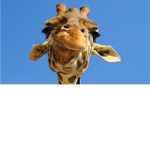 Giraffe Man Inc.