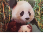 We Luv Pandas!!