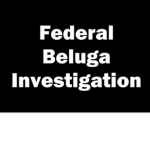 Federal Beluga Investigation