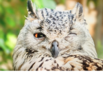 Owl_guy01 group :)