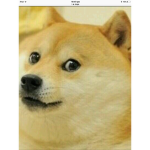 Swaggy Doges💖