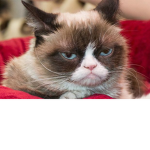 Grumpy Cat Studio
