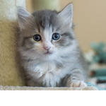 KittenLand