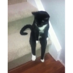 bingo's kitty cats