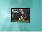 Horse stars