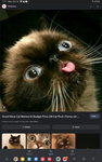 Victory cat