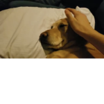 Join if you like puppy’s and dogs