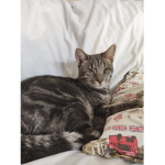 emma my blind cat
