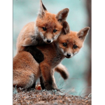 Foxies Unite!