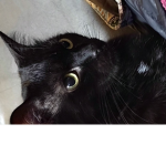 Astros Super Cats