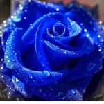 (*-Blue Roses-*)