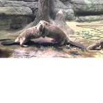 beaver fan club
