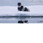 The PandaSeals