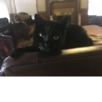 I'm Nitro_Kitty