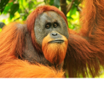 The Evil Ape Cult