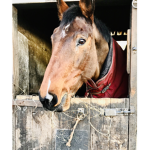 Kaya loves horses