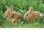 CUTE BUN BUN'S group