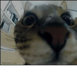 bold cats