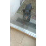 Akiraydraco