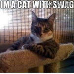 The Gucci cat