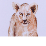 Fierce Lion Clothing